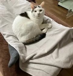 ベッドでくつろぐ看板猫まる