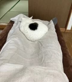 施術中に足の間でくつろぐ看板猫まる
